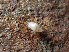 Leucophytia bidentata