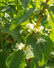 Lamium album