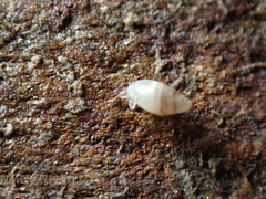 Leucophytia bidentata