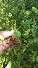 Salpianthus purpurascens