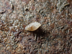 Leucophytia bidentata