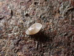Leucophytia bidentata