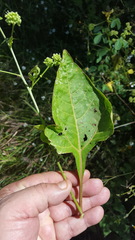 Salpianthus purpurascens