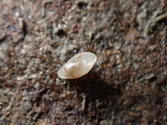 Leucophytia bidentata