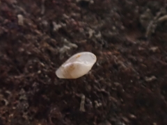 Leucophytia bidentata