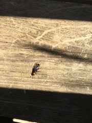 Dinothenarus capitatus