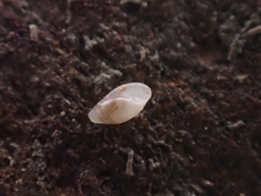 Leucophytia bidentata