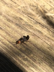 Dinothenarus capitatus