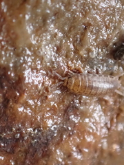 Halophiloscia couchii