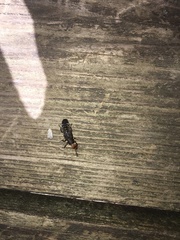 Dinothenarus capitatus