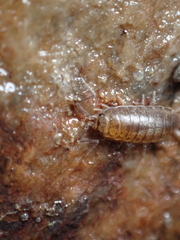 Halophiloscia couchii