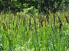 Typha