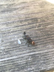 Dinothenarus capitatus