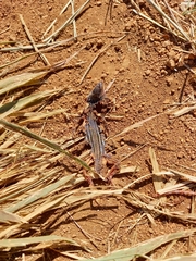 Aspidoscelis angusticeps angusticeps