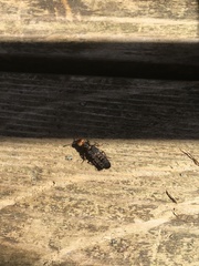 Dinothenarus capitatus