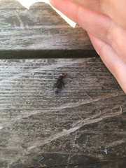 Dinothenarus capitatus