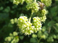 Salpianthus purpurascens