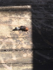 Dinothenarus capitatus