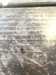 Dinothenarus capitatus