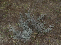 Seriphium cinereum