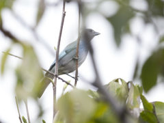 Thraupis glaucocolpa