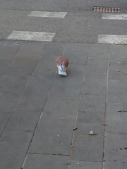 Columba livia domestica