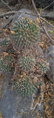Mammillaria karwinskiana karwinskiana