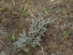 Seriphium cinereum
