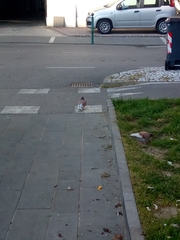 Columba livia domestica