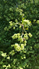 Salpianthus purpurascens