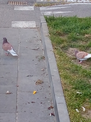 Columba livia domestica
