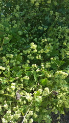 Salpianthus purpurascens