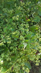 Salpianthus purpurascens