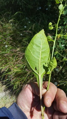 Salpianthus purpurascens