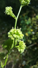 Salpianthus purpurascens