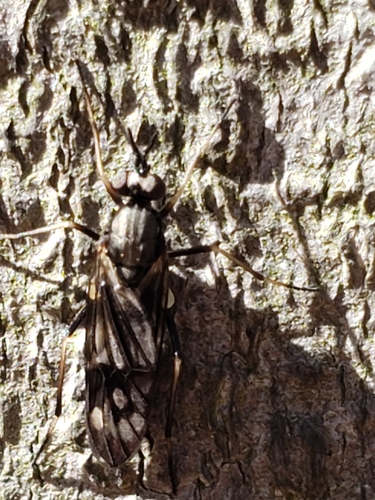 Xylophagus lugens photo 5