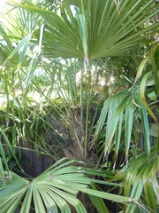 Trachycarpus