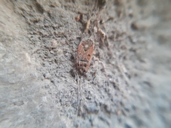 Melanocoryphus tristrami