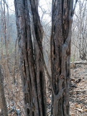 Cenostigma eriostachys