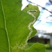 Senecio Leaf Miner Moth - Photo (c) Jon Sullivan, some rights reserved (CC BY)
