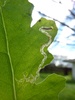 Senecio Leaf Miner Moth - Photo (c) Jon Sullivan, some rights reserved (CC BY)