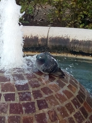 Columba livia domestica