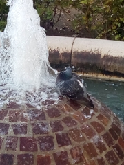 Columba livia domestica