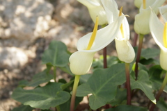 Arum creticum