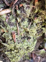 Chiloscyphus pallescens