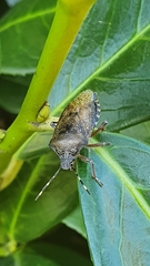 Rhaphigaster nebulosa