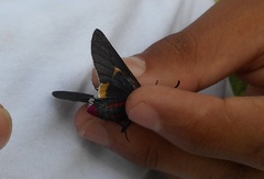 Mysoria barcastus