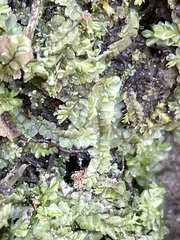 Chiloscyphus pallescens