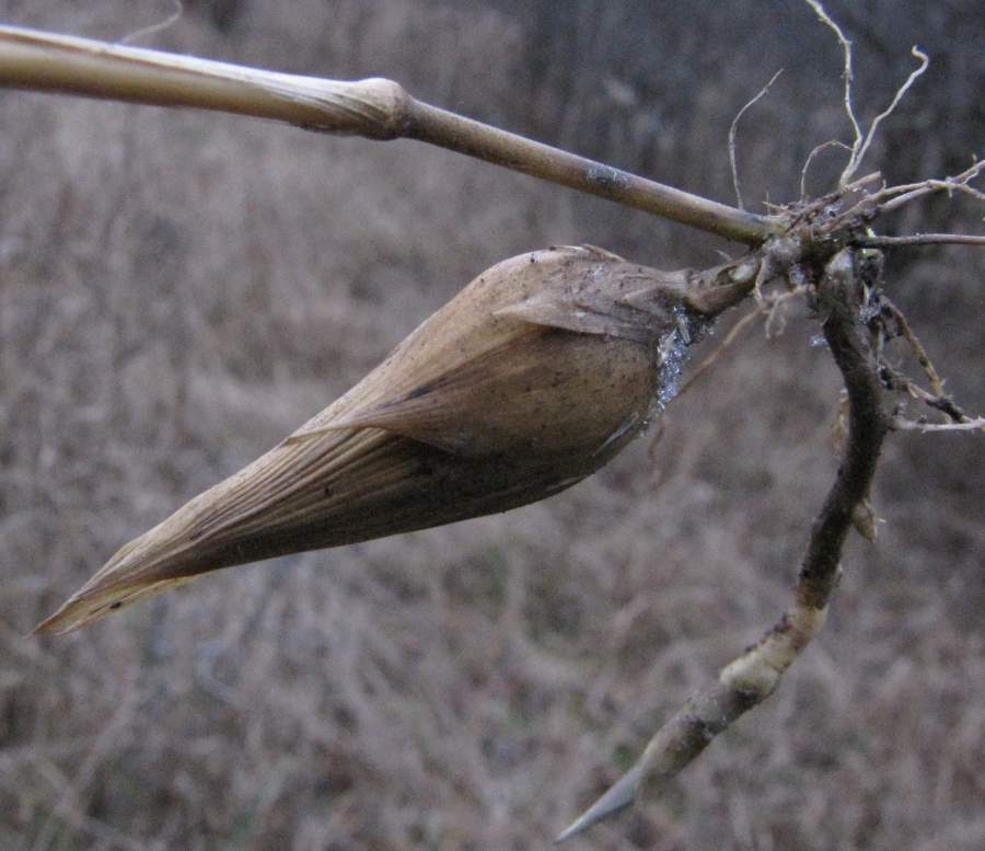 Astictoneura