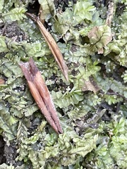 Chiloscyphus pallescens